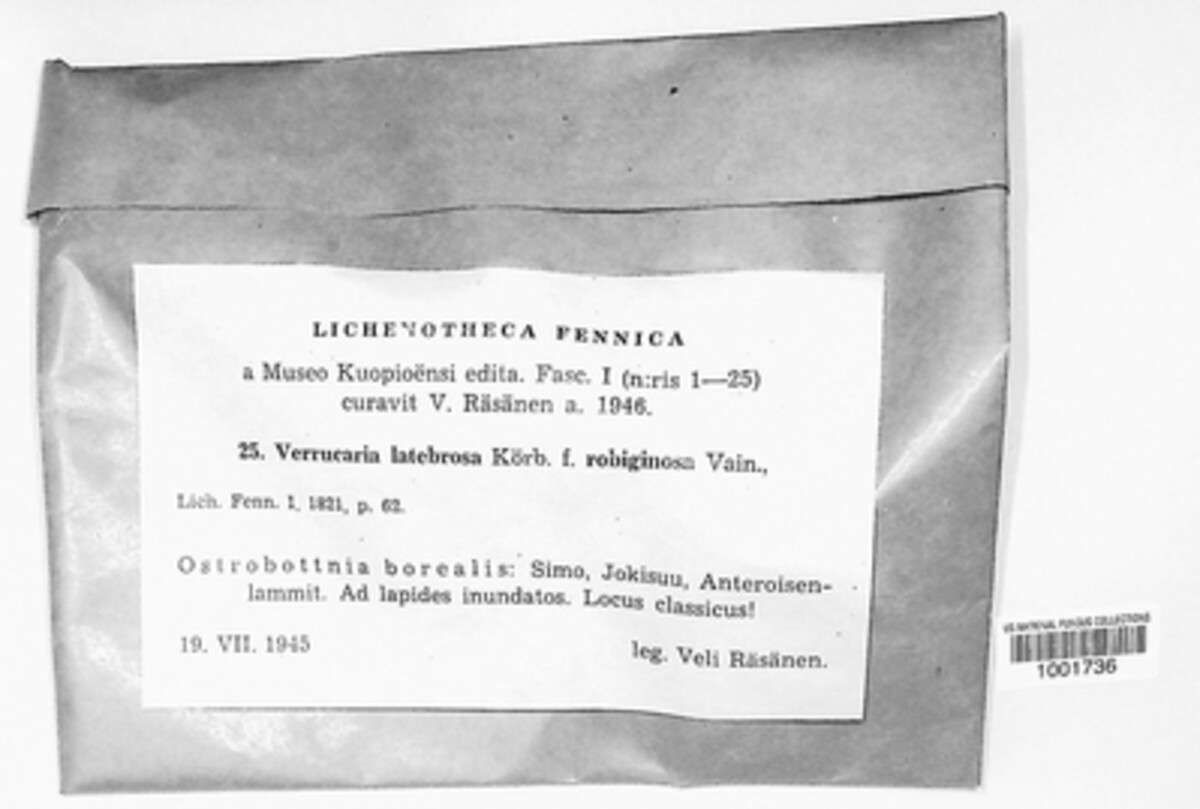 Verrucaria latebrosa image